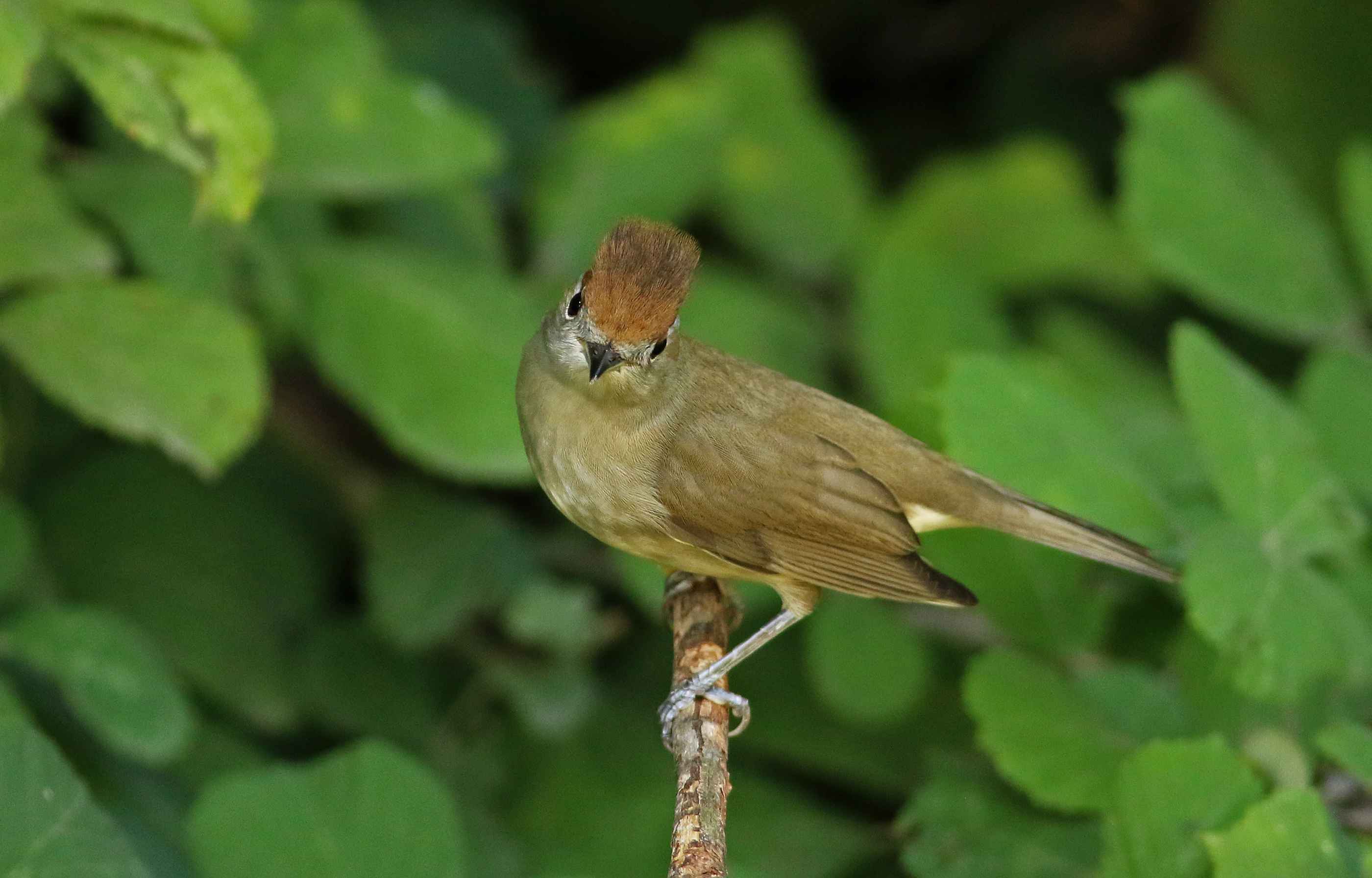Eurasian Blackcap